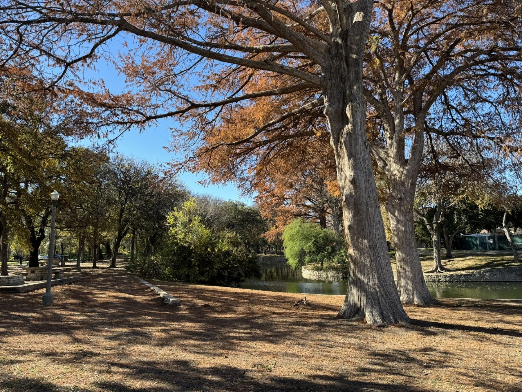 Brackenridge Park