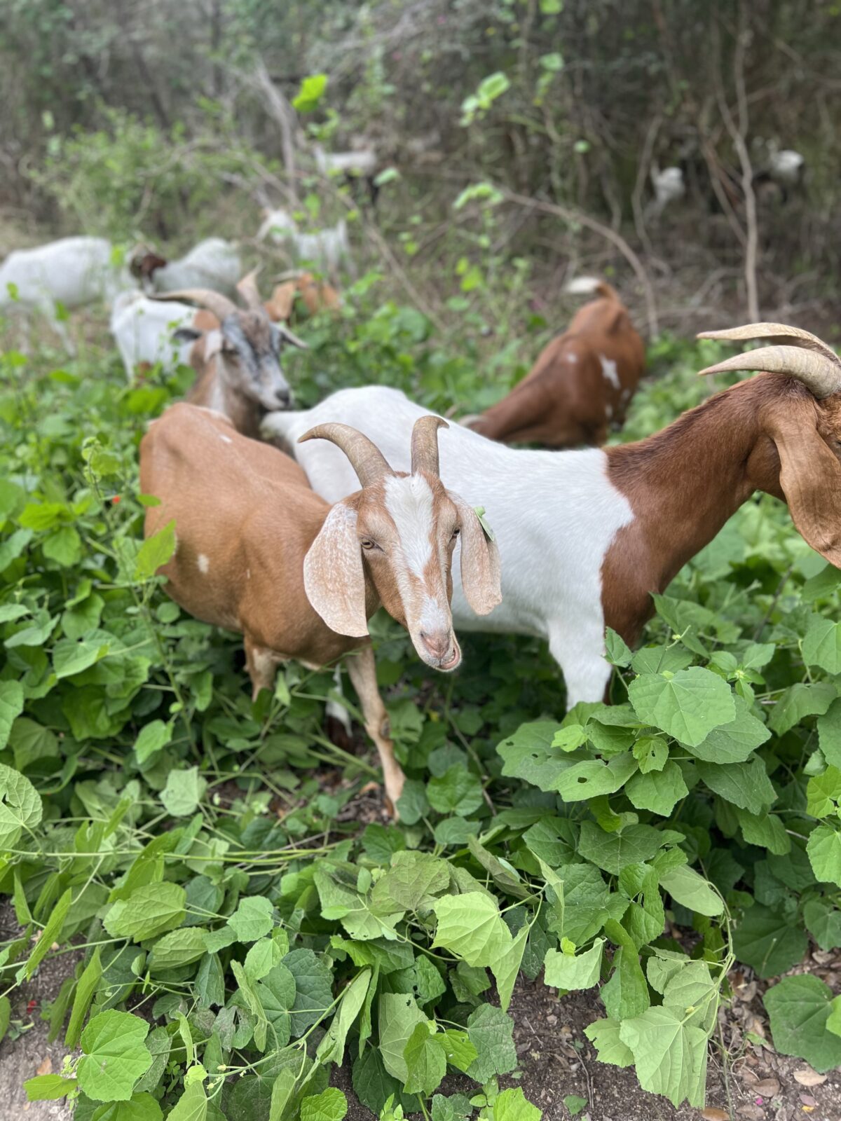 Group of goats grazing the landscape of the park