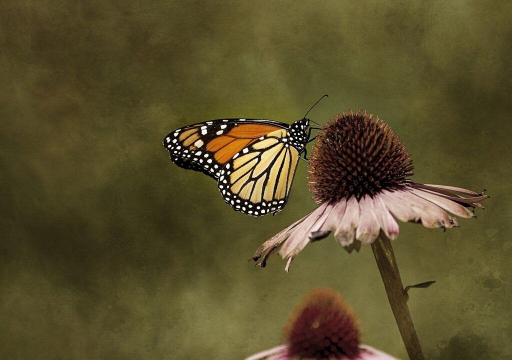 Monarch-butterfly