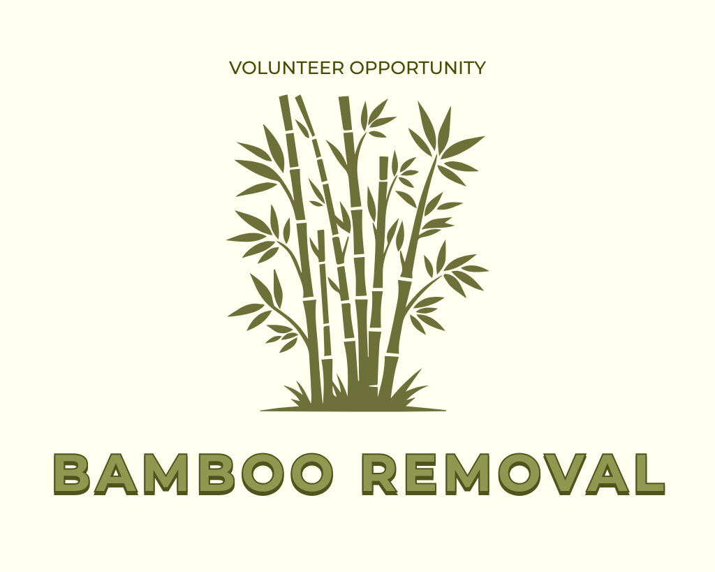 Bamboo Removal