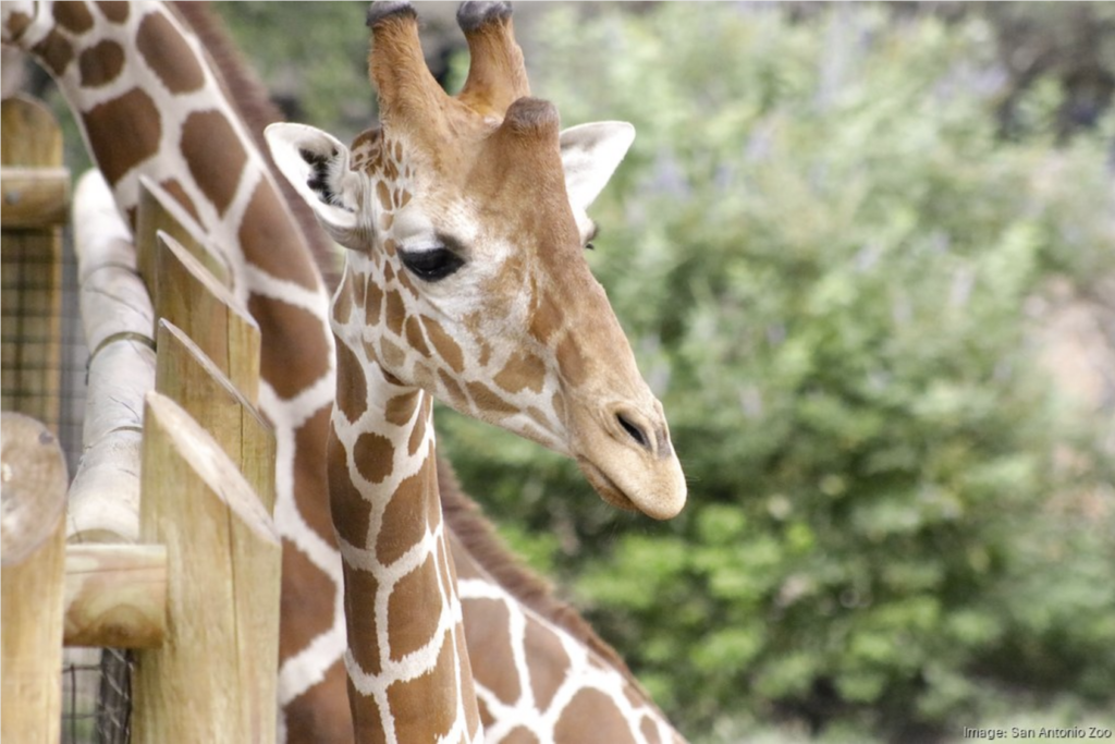 zoo-giraffe