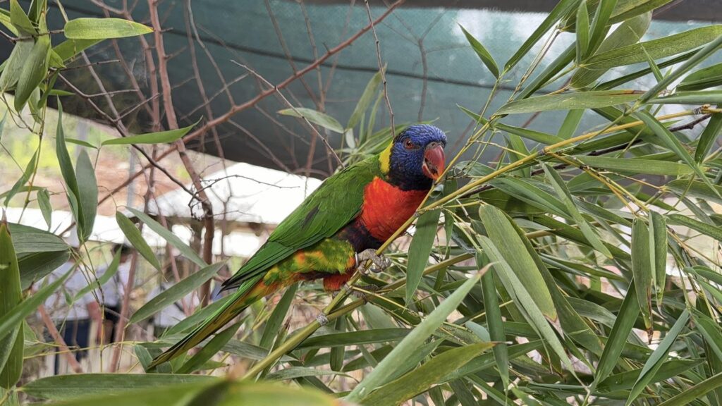 zoo-partnership-bird